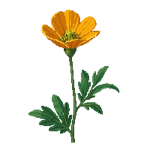 Illustration of California Poppy