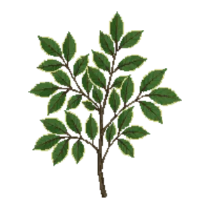 Illustration of Spindle 'Emerald Gaiety'