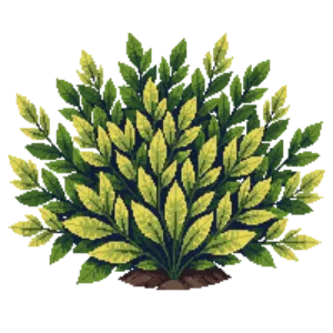 Illustration of Euonymus