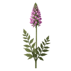 Illustration of Hemp Agrimony