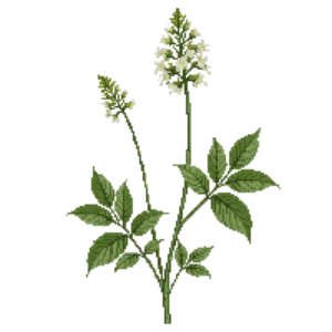 Illustration of Boneset