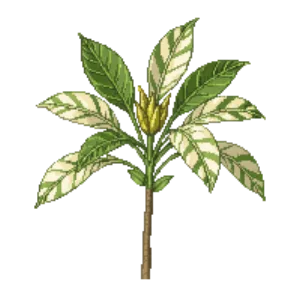 Illustration of Euphorbia 'Ascot Rainbow'
