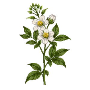 Illustration of White Wood Aster