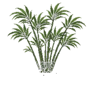Illustration of Umbrella Bamboo (clumping)