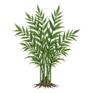 Illustration of Fountain Bamboo (clumping)