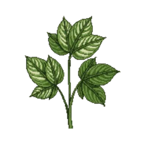 Illustration of Fatsia 'Spider's Web'