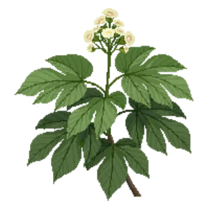 Illustration of Japanese Aralia