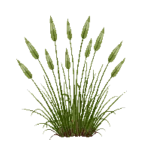 Illustration of California Fescue