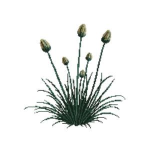 Illustration of Blue Fescue