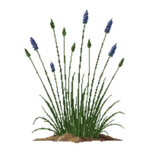 Illustration of Idaho Fescue