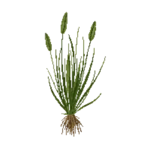 Illustration of Sheep's fescue