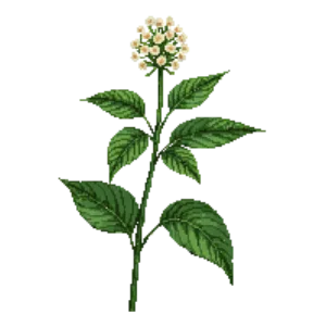 Illustration of Meadowsweet