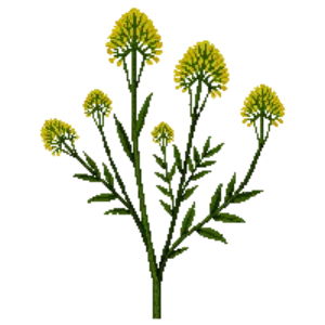 Illustration of Fennel