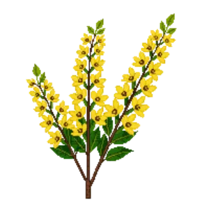 Illustration of Forsythia 'Lynwood Gold'