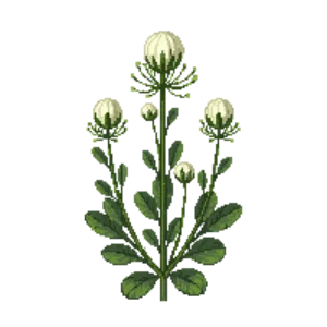 Illustration of Dwarf Fothergilla