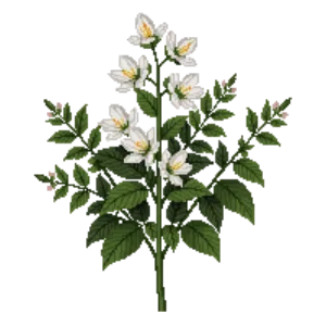 Illustration of Large Fothergilla