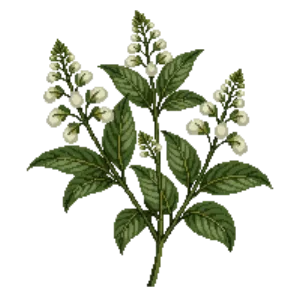 Illustration of Fothergilla 'Mount Airy'