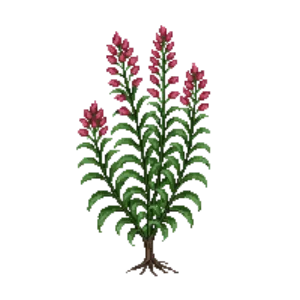 Illustration of Ocotillo