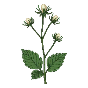 Illustration of Beach Strawberry