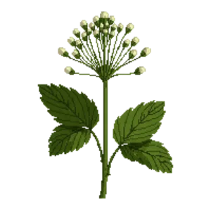 Illustration of Virginia Strawberry