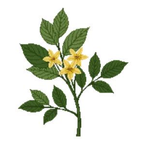 Illustration of Coffeeberry