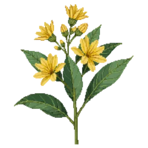 Illustration of California Flannelbush