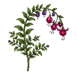 Illustration of Hardy fuchsia