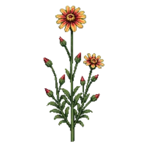 Illustration of Blanket Flower 'Goblin'
