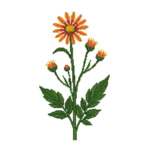 Illustration of Blanketflower