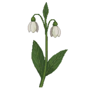 Illustration of Greater Snowdrop