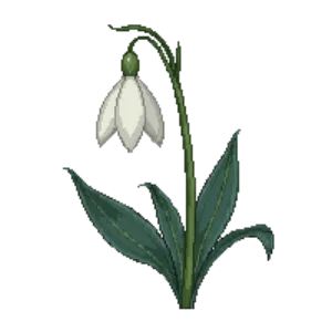 Illustration of Snowdrop