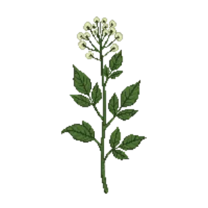 Illustration of Sweet Woodruff