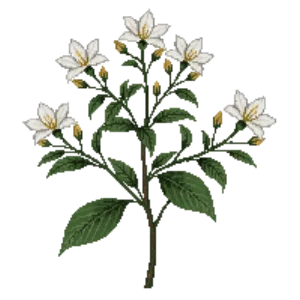 Illustration of Gardenia 'Frostproof'