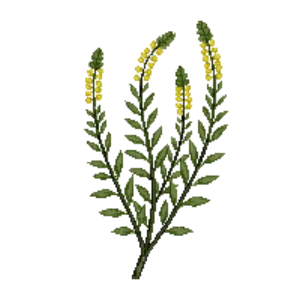 Illustration of Coast Silktassel