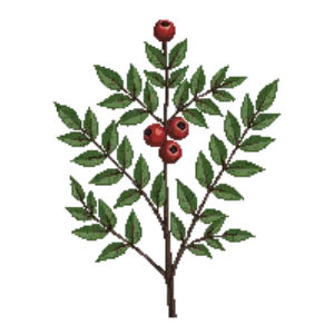 Illustration of Checkerberry