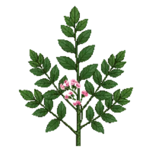 Illustration of Salal