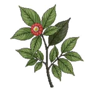 Illustration of Black Huckleberry