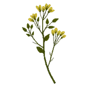 Illustration of Swamp Jessamine