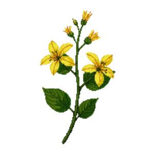 Illustration of Carolina Jessamine