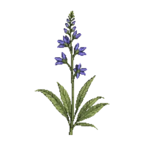 Illustration of Crested Gentian