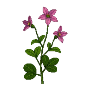Illustration of Hardy Geranium