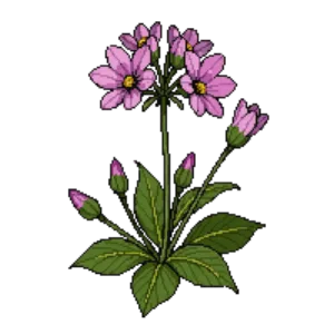 Illustration of Wild Geranium