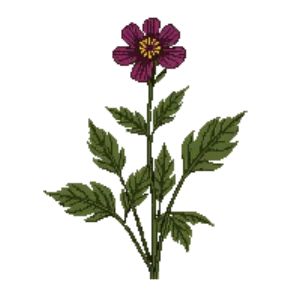 Illustration of Dusky cranesbill 'Samobor'