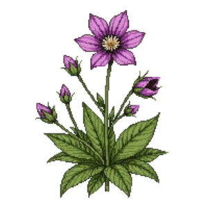 Illustration of Bloody cranesbill