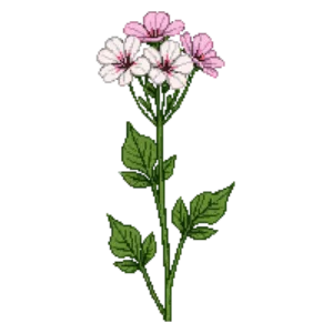 Illustration of Cranesbill 'Biokovo'