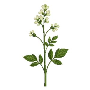 Illustration of White Avens