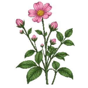 Illustration of Prairie Smoke