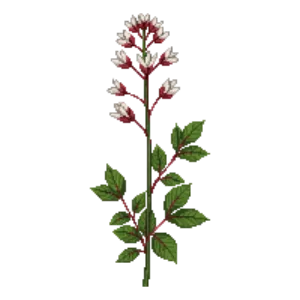 Illustration of Bowman's Root