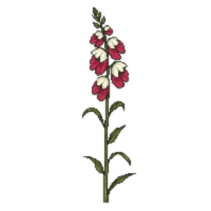 Illustration of Gladiolus 'Atom'