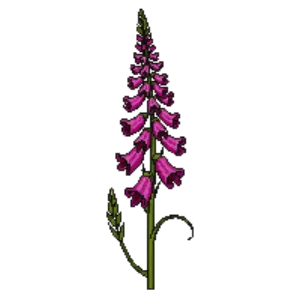 Illustration of Byzantine Gladiolus